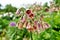 Close up of a cluster of small Mediterranean bells flowers in my garden nectaroscordum siculum allium