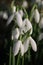Close up of a cluster of snowdrops