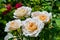 Close-up of a cluster of soft cream flowers of the Lions Rose variety. Natural floral background with blooming rose bush on a