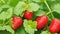 A close-up of a cluster of strawberries, their bright red color contrasting against the lush green of the mountain meadow.-