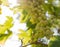 Close-up of cluster of sweet organic homegrown, green grapes on the grapevine lit by summer sunlight