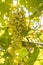 Close-up of cluster of sweet organic homegrown, green grapes on the grapevine lit by summer sunlight