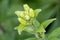 A close-up of a cluster of Tiger Lily buds growing larger every day