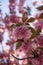 Close-up of a cluster of vibrant pink blooms in the branches of a tree in the spring