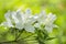 Close-up of a Cluster of White Azalea Wildflowers