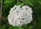 Close up of a cluster of white Burkwood Viburnum flowers