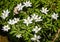 Close up of cluster of wood anemones on woodland floor