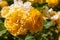 Close-up of cluster of yellow Julia Childs hybrid floribunda roses in selective focus with garden in blurred backgroun