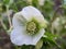 Close up of a cluster of yellowish-green flowers of the holly-leaved hellebore, or Corsican hellebore