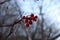 Close-up of clusters of bright red rowan berries against a dark blue sky