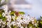 Close up of clusters of flowers blooming on a fruit tree branch in spring time, California; copy space on the upper side