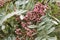 Close up of clusters of small pink berries of rowan, Sorbus pseudohupehensis `Pink Pagoda`, amongst green leaves, covered with dew