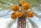 Close up clusters yellow ripe dates Phoenix dactylifera