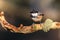 Close up of a Coal Tit Periparus ater on a lichen covered bran