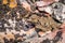 Close up of a Coast Horned Lizard Phrynosoma Coronatum blending with a rocky terrain, Pinnacles National Park, California