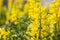 Close up of Coastal bush lupine Lupinus arboreus blooming in California