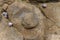 Close up on coastal rocks with Ammonite shell fossil trace during low tide.