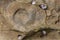 Close up on coastal rocks with Ammonite shell fossil trace during low tide.