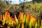 Close up Coastal Succulent Fynbos on Cape Town Mountainside