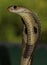 Close up of a cobra with its hood spread. Head of a young cobra Naja naja, from Sri Lanka