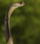 Close up of a cobra with its hood spread. Head of a young cobra Naja naja, from Sri Lanka