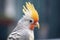 close-up of cockatiel crest feathers standing