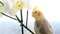 Close-up of a cockatiel parrot sitting on a branch of flowers. The bird looks directly into the camera