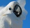 Close-up of cockatoo