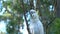 Close up from a Cockatoo in the Dandenong ranges, Australia