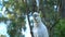 Close up from a Cockatoo in the Dandenong ranges, Australia