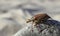 Close-up cockchafer on Rock