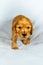 Close-up Cocker Spaniel puppy dog stand on white cloth