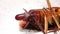 Close up of cockroach