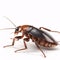 close up of a Cockroach isolated on white background.