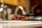 Close-up of a cockroach on the kitchen table