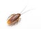 Close up cockroach on white background