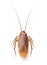 Close up cockroach on white background