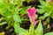 Close up of a cockscomb flowers