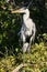 Close-up of a Cocoi heron at river edge, Pantanal Wetlands, Mato Grosso, Brazil