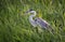 Close up of a Cocoi heron standing in a grass