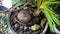 Close up of coconut bonsai