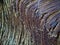 Close up of a coconut coir structure, shot on a coconut fiber tree, brown natural background for consumption and environmental