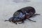 Close up of coconut rhinoceros beetle on wood