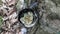 Close up of a coconut shell to collect rubber milk and mosquito larvae breeding in the clean water