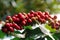 Close-up of coffee berries cherries grow in clusters along the branch of coffee tree growing under forest canopy shade-grown