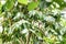 Close up coffee tree with coffee beans