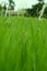 Close up the Cogon Grass in the green field ..