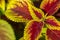 Close-up of Coleus Leaves