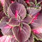 Close up of Coleus leaves or Painted nettle. Specie of flowering plant in the family Lamiaceae native to southeast Asia through to