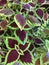 Close up of a Coleus Plant